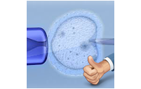 Unveiling the male factor: how aging and sperm defects influence IVF success